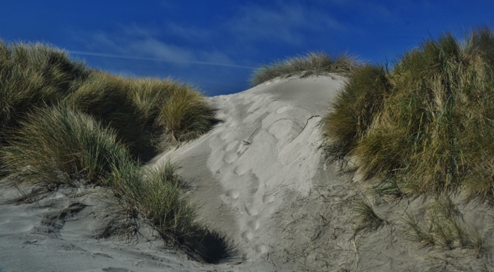 south beach dunes